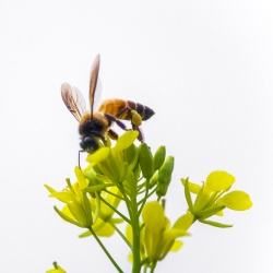 Honeybee on a flower represents the purity of natural treatment for mental health issues.